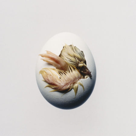 Shygirl - SWALLOW! (Indie Exclusive Transparent Yellow Vinyl)