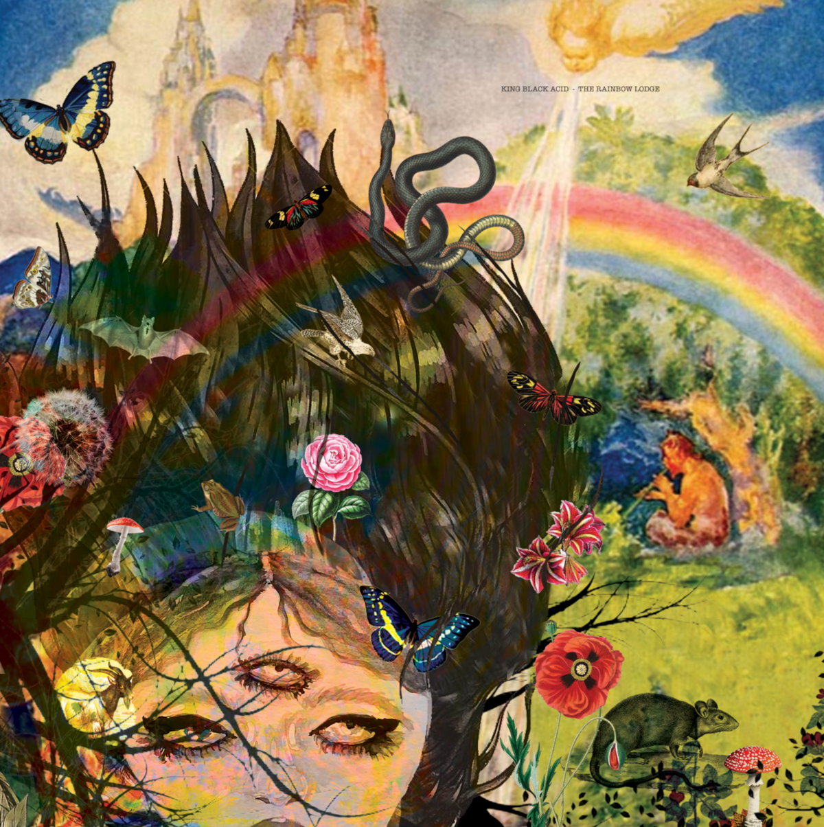 King Black Acid - The Rainbow Lodge (Indie Exclusive Ruby Red Vinyl) Vinyl > LP Cavity Search Records NEW NEW
